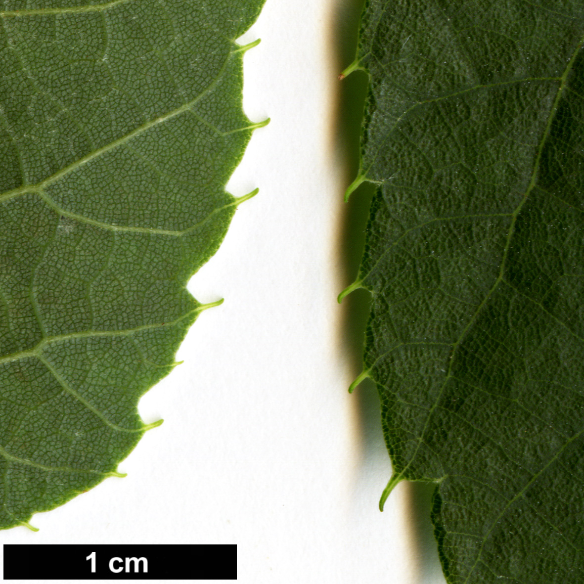 High resolution image: Family: Malvaceae - Genus: Tilia - Taxon: platyphyllos × T.tomentosa ‘Orbicularis’